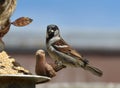 Sparrow eating at a bird feeder