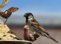 Sparrow eating at a bird feeder