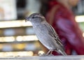 A Sparrow Eating a Bread Crumb