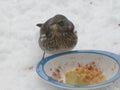 Sparrow eating food in a cup in the snow making a white winter wonderland in nieuwerkerk aan den IJssel, the Netherlands Royalty Free Stock Photo