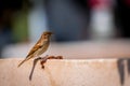 A sparrow eats figs on the parapet Royalty Free Stock Photo