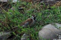 sparrow eats grass, Russian bird