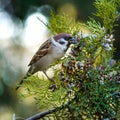 Sparrow eats juniper nuts on a tree