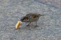 Sparrow eats white bread