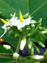 sparrow eggplant flowers, shrubs that have many health benefits, especially dried fruit