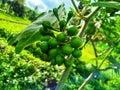 Sparrow eggplant, the fruit is small but has a multitude of health benefits such as healthy eyes, intestines,and many more