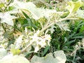 sparrow eggplant plants infested with ladybugs