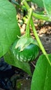 sparrow eggplant or (Solanum melongena L.) in a lush garden