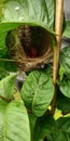 Sparrow eggs in nest Royalty Free Stock Photo