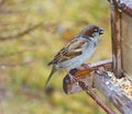 Sparrow on Feeder Royalty Free Stock Photo
