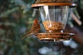 Sparrow and the bird feeder Royalty Free Stock Photo
