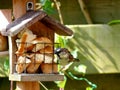 Sparrow feeding on birdhouse