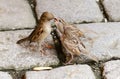 Sparrow Feeding Fledgelings Royalty Free Stock Photo