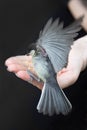 Sparrow feeding. Sparrows eating birdseed. Sparrow eating from hand. Closeup photos of sparrows spreading wings on a black