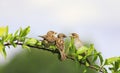 Sparrow feeds its little funny birds sitting on a branch in spring garden in Sunny day Royalty Free Stock Photo