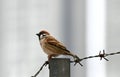 Sparrow on Fence