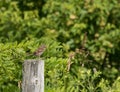 Sparrow on Fence Post Holding a Bug