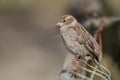 Sparrow on a Fence on Sunny Day