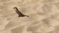 Sparrow, finch on soft sand in Hawaii