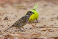 A sparrow finding food with shell parakeet on background