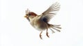 Sparrow soaring gracefully in mid-air captured with motion blur against a clear white backdrop Royalty Free Stock Photo
