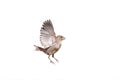 Sparrow flaps its wings on white isolated background