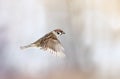 Sparrow flies forward with its wings outstretched