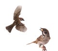 Sparrow flies