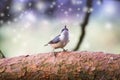A Sparrow flies in the sky and colorful fantasy bokeh background with a food bowl Royalty Free Stock Photo