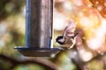 A Sparrow flies in the sky and colorful fantasy bokeh background with a food bowl Royalty Free Stock Photo