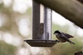 A Sparrow flies in the sky and colorful fantasy bokeh background with a food bowl Royalty Free Stock Photo