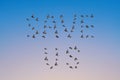 Sparrow flock flying in sky, endangered concept