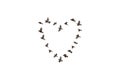 Sparrow flock flying in sky, love concept