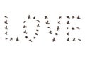 Sparrow flock flying in sky, love concept