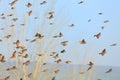 Sparrow flock rapid flight. Old World sparrows or small passerine birds Royalty Free Stock Photo