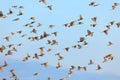 Sparrow flock rapid flight. Old World sparrows or small passerine birds Royalty Free Stock Photo