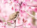 Sparrow in flowering peach tree