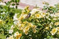 Sparrow. Flowers. Brown sparrow on the flowers and roses in the park of the rose garden of Parque del Oeste in Madrid. Background