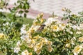 Sparrow. Flowers. Brown sparrow on the flowers and roses in the park of the rose garden of Parque del Oeste in Madrid. Background