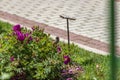 Sparrow. Flowers. Brown sparrow on the flowers and roses in the park of the rose garden of Parque del Oeste in Madrid. Background