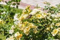 Sparrow. Flowers. Brown sparrow on the flowers and roses in the park of the rose garden of Parque del Oeste in Madrid. Background