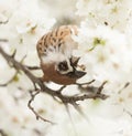 Sparrow in the flowers on the tree Royalty Free Stock Photo