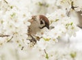 Sparrow in the flowers on the tree Royalty Free Stock Photo