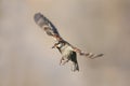 A Sparrow flutters against the background of brown sky