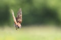 Sparrow flying in the air along to spread its wings