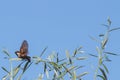 Sparrow flying away from willow with blue sky, freedom concept