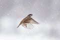 The Sparrow flying in the sky in a Blizzard with snow
