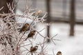 Sparrow on frozen plants covered in a thick layer of ice after a freezing rain Royalty Free Stock Photo