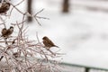 Sparrow on frozen plants covered in a thick layer of ice after a freezing rain Royalty Free Stock Photo
