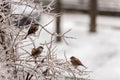 Sparrow on frozen plants covered in a thick layer of ice after a freezing rain Royalty Free Stock Photo